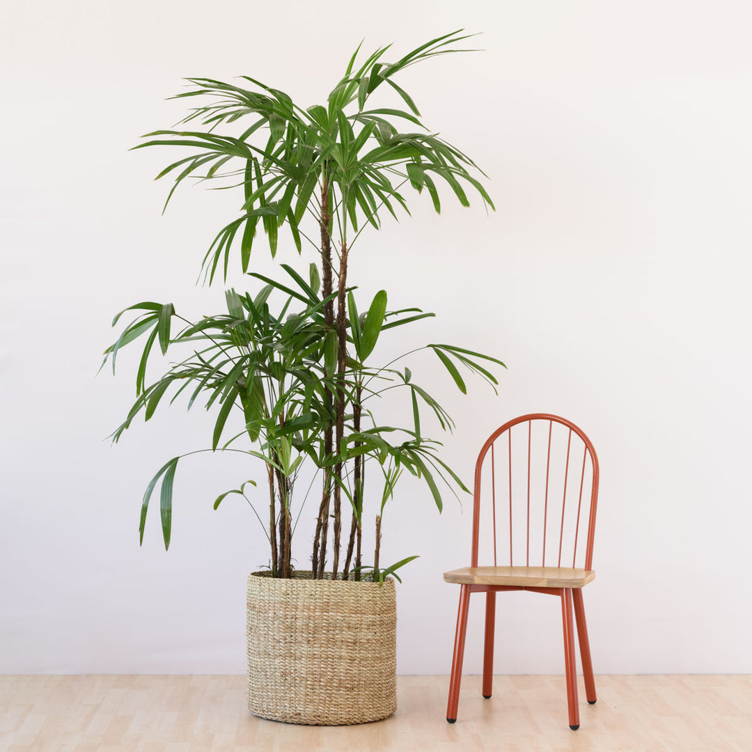 Broadleaf Lady Palm - Extra Large - Shop Online!