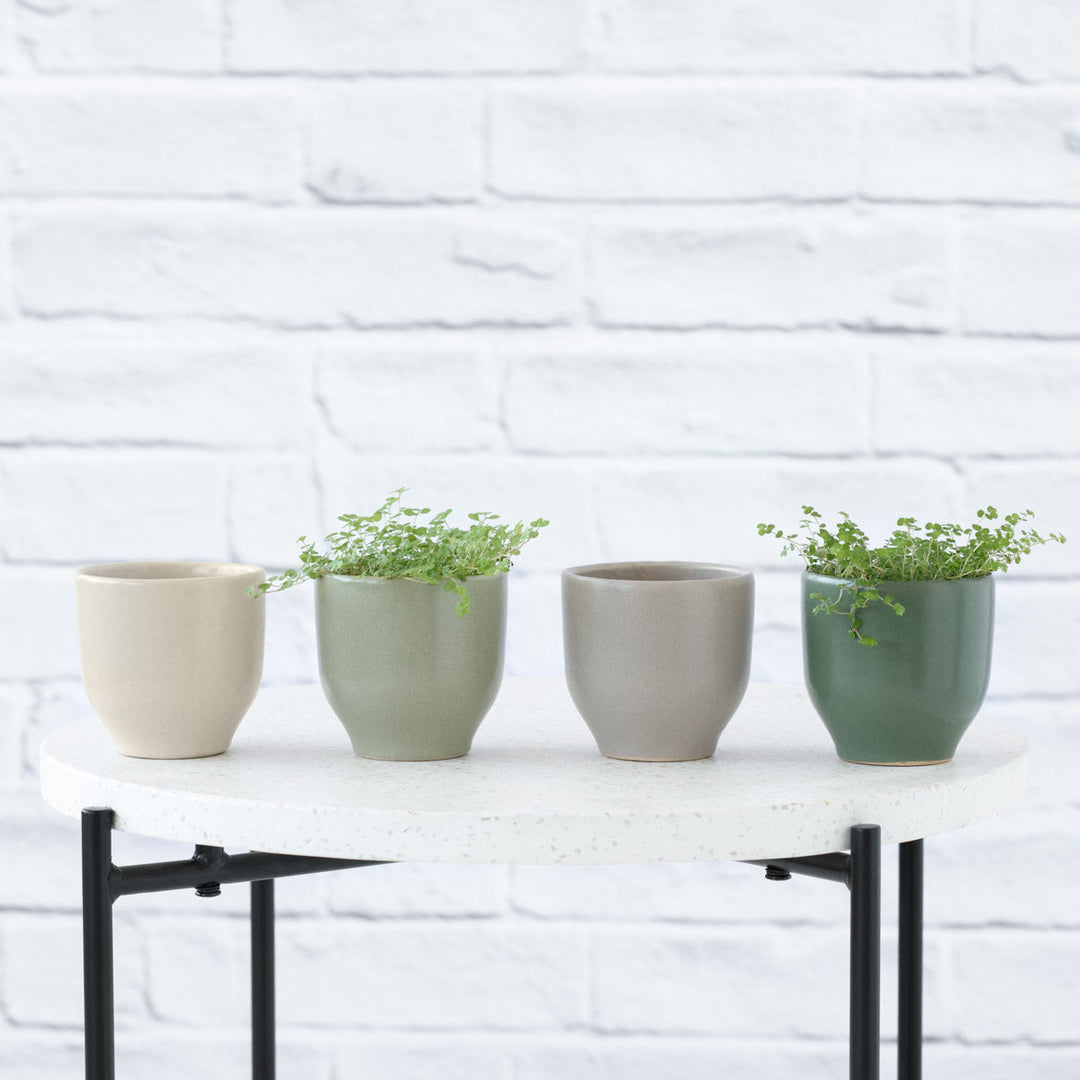 Calandiva Planter - Pinks - Shop Online!