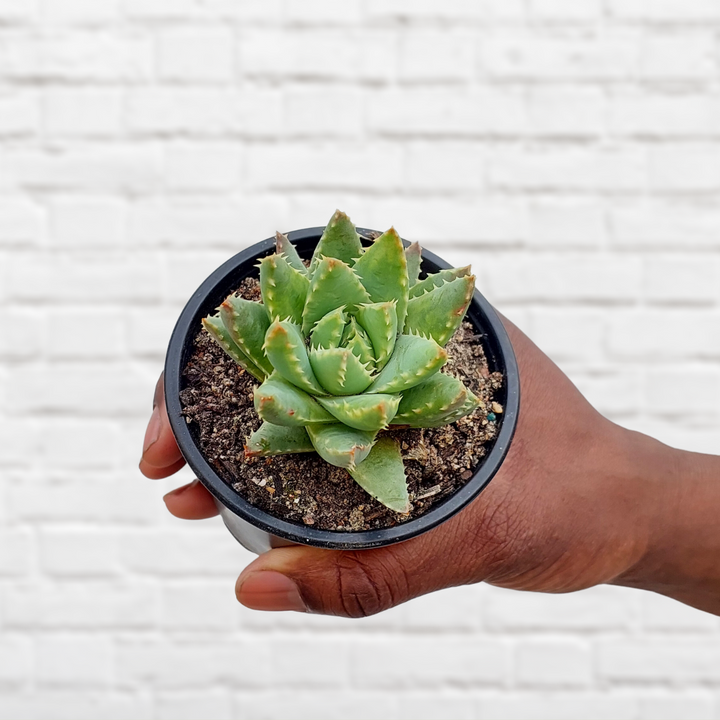 Dainty Aloe - Shop Online!