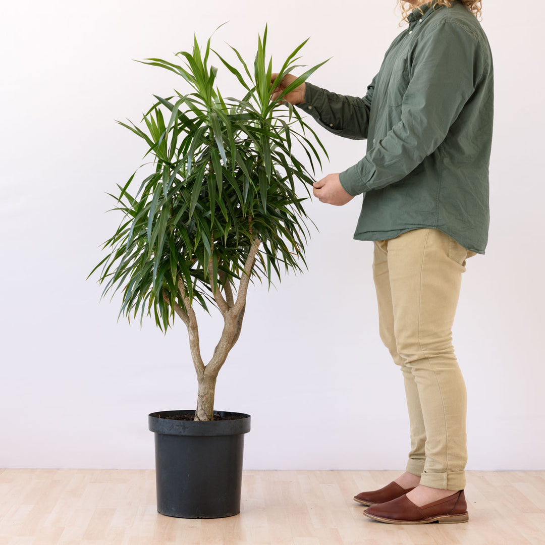 Dragon Tree - Alchemy - Shop Online!