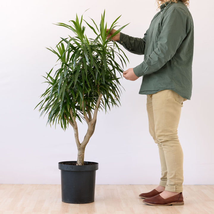 Dragon Tree - Alchemy - Shop Online!