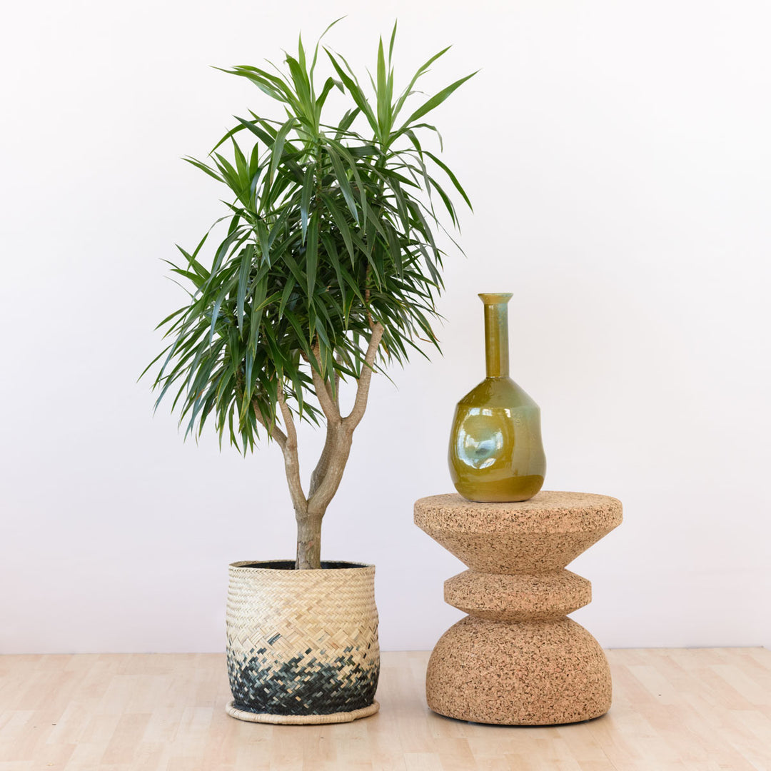 Dragon Tree - Alchemy - Shop Online!