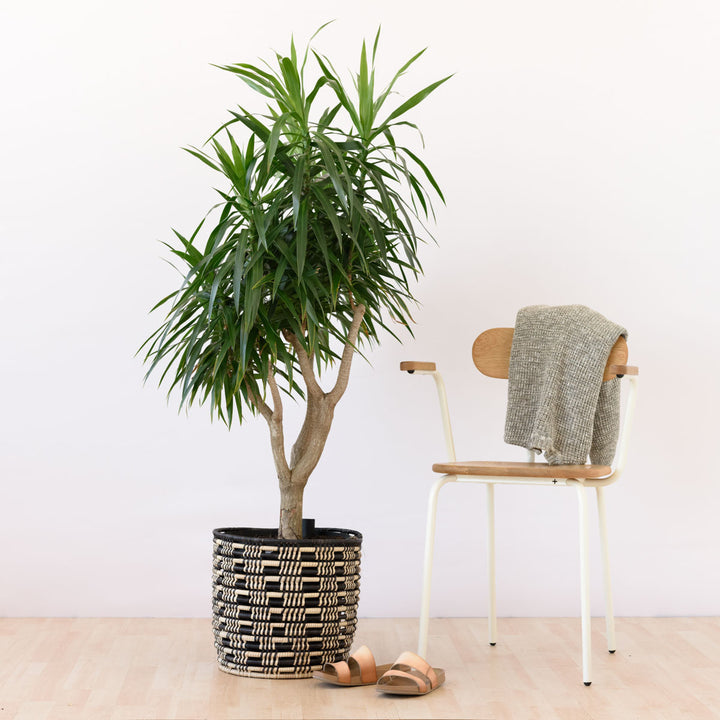 Dragon Tree - Alchemy - Shop Online!