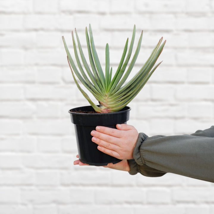 Fan Aloe - Shop Online!