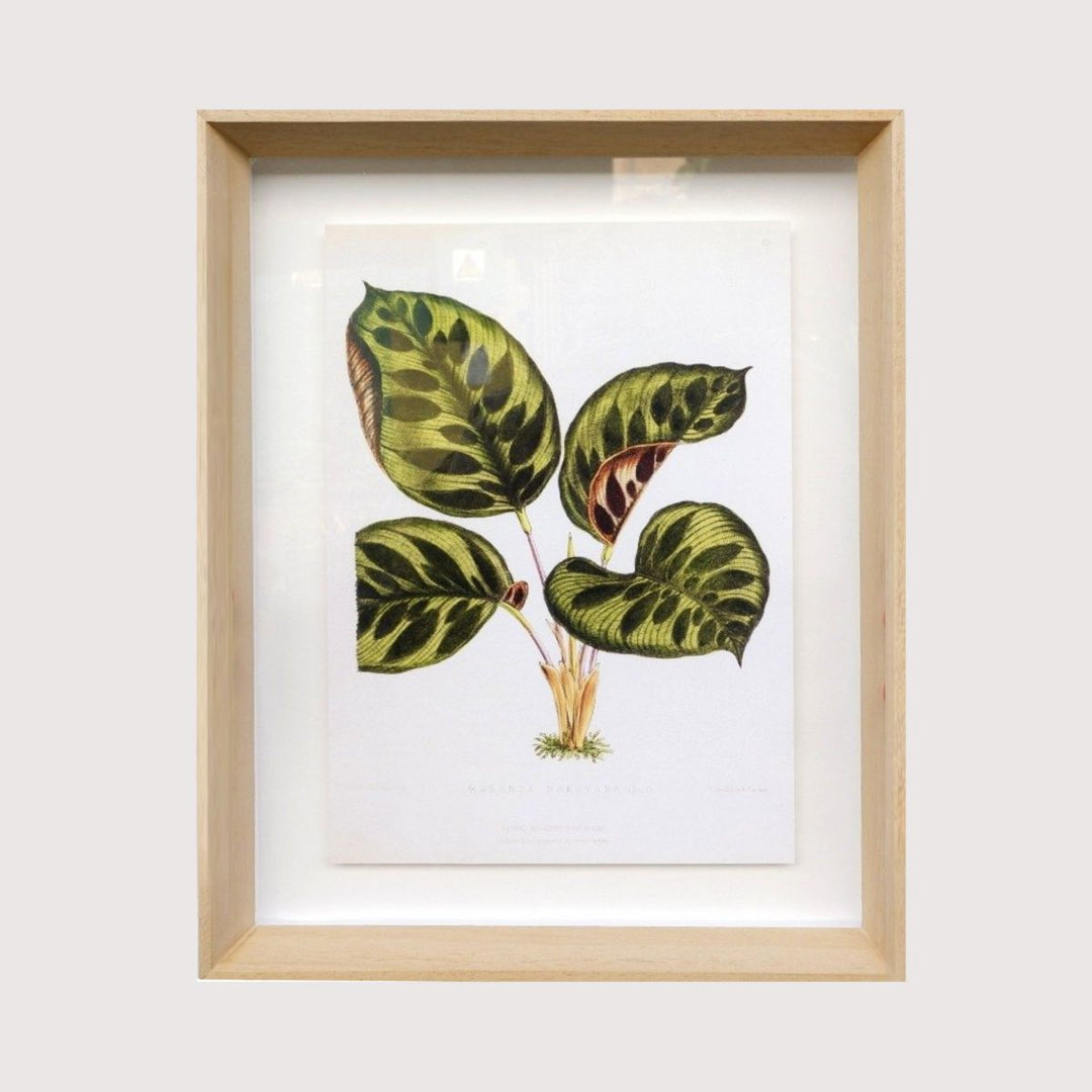 Framed Print - Calathea Makoyana - Shop Online!