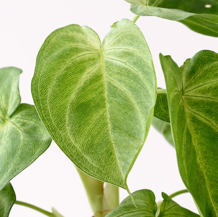 Arrowhead Plant - Frosted Heart - Shop Online!