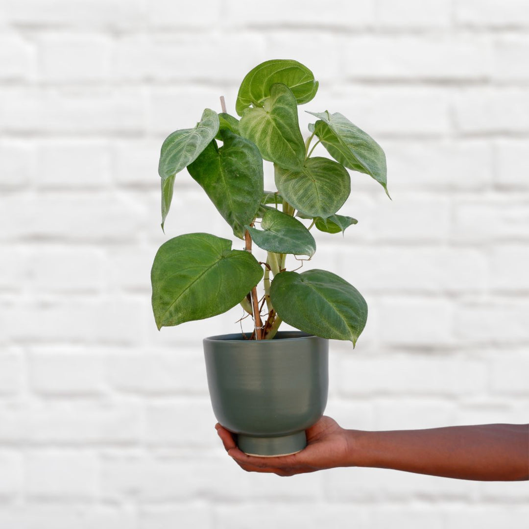 Arrowhead Plant - Frosted Heart - Shop Online!