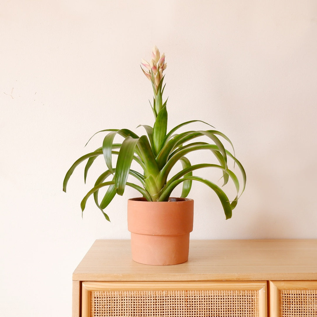 Guzmania - Candy - Shop Online!