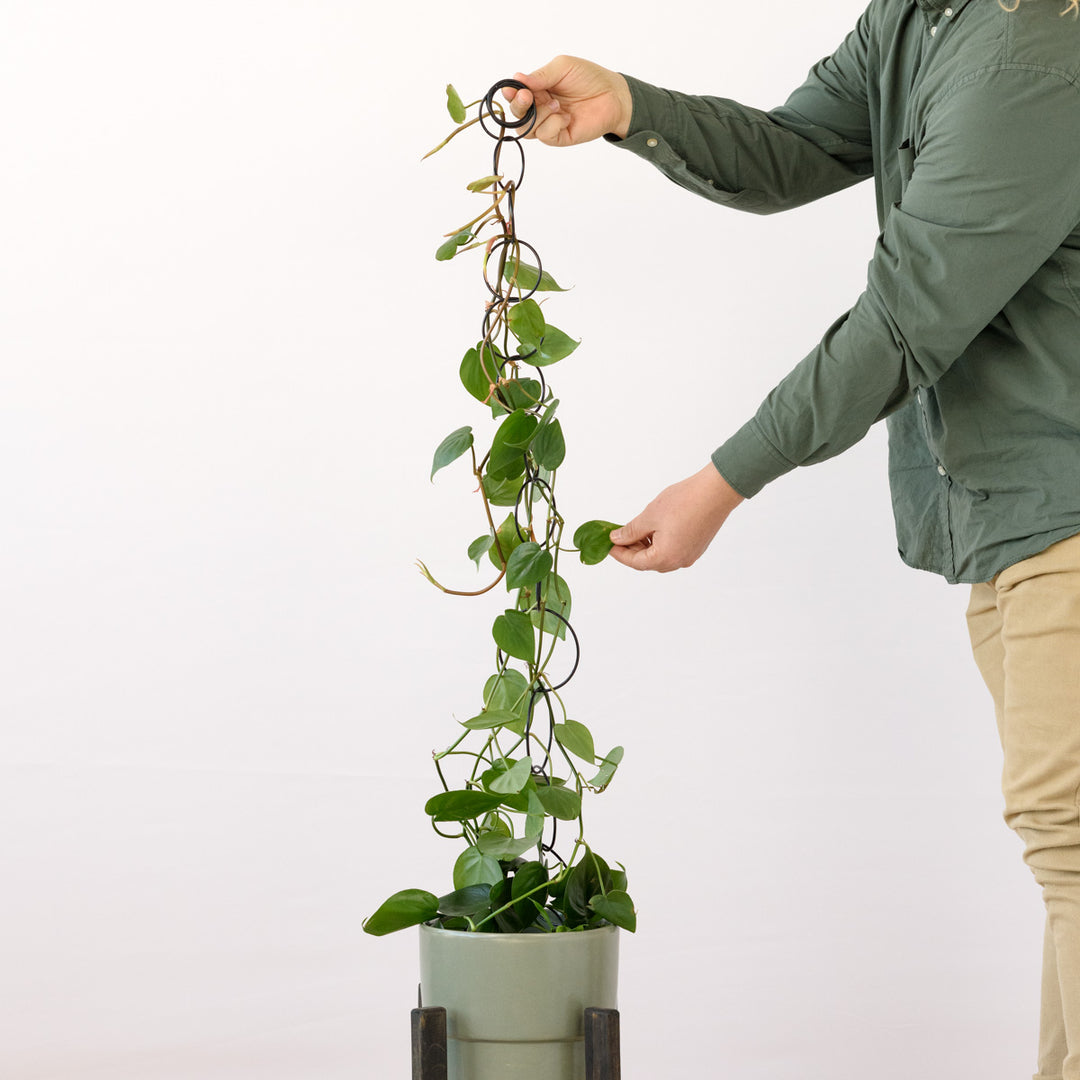 Hanging Metal Trellis - Shop Online!