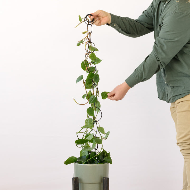 Hanging Metal Trellis - Shop Online!