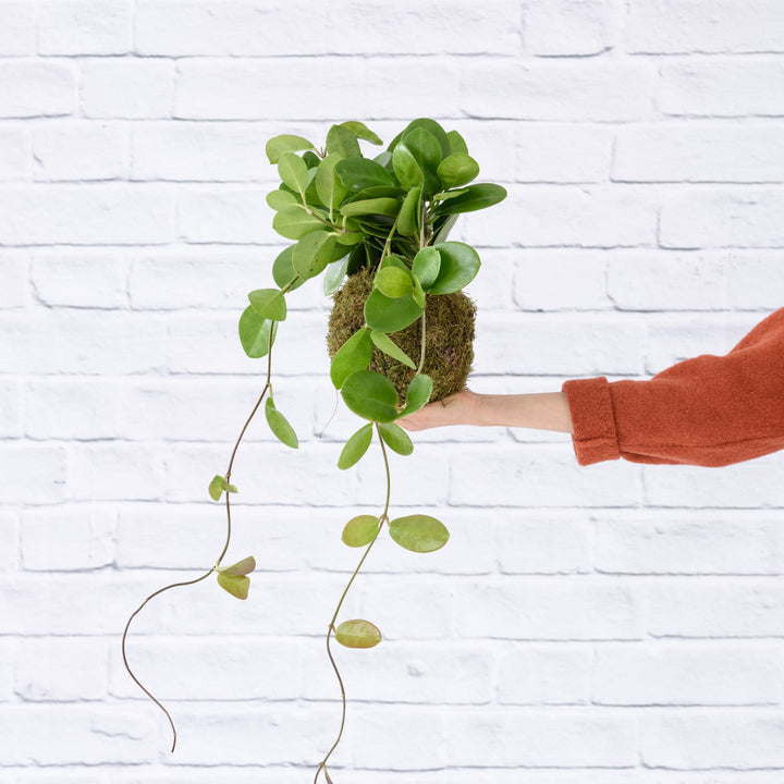 Hoya Australis Mossball - Shop Online!