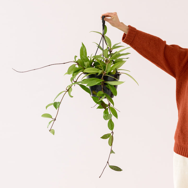 Hoya Pubicalyx - Shop Online!