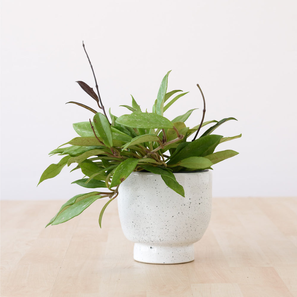 Shing Plinth Planter - Speckles - Shop Online!