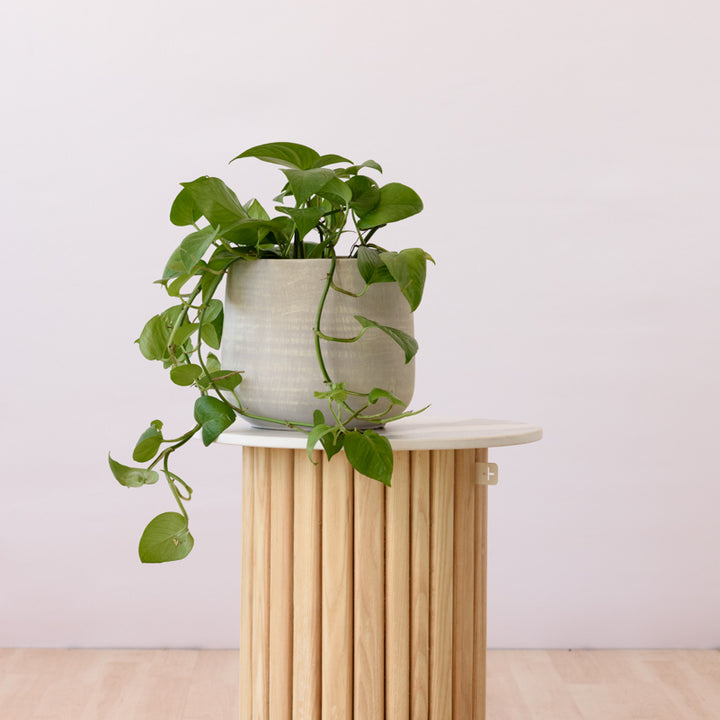 Jade Pothos - Shop Online!