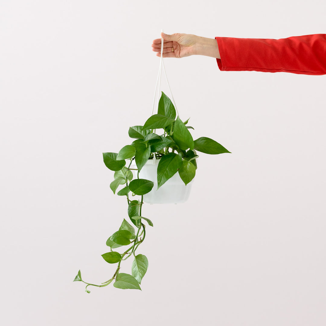 Jade Pothos - Shop Online!