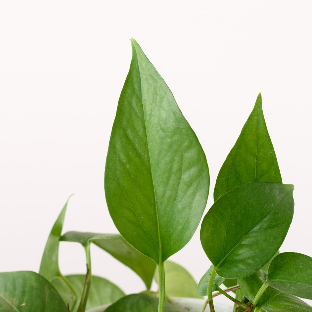 Jade Pothos - Shop Online!