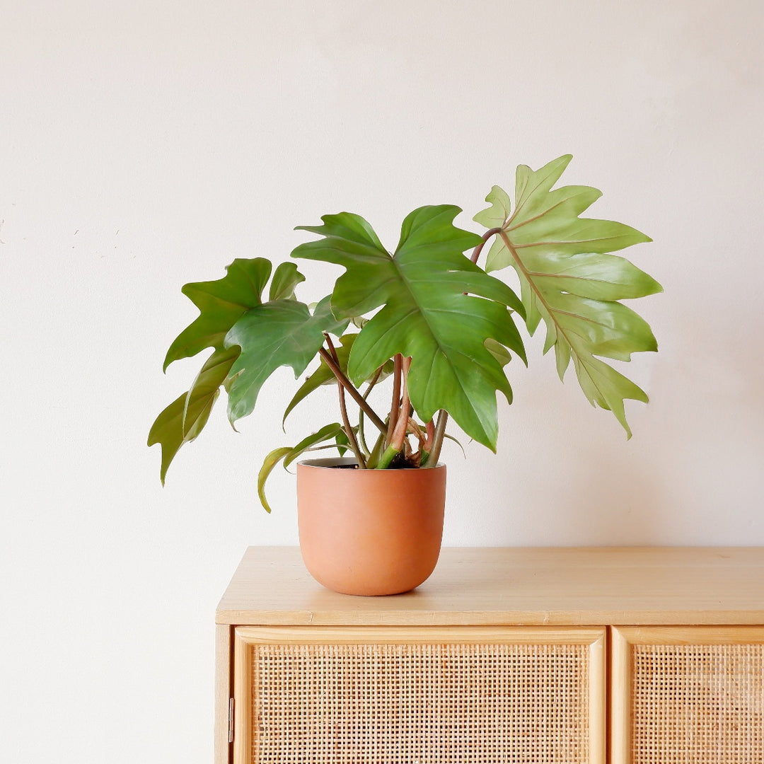 Oakleaf Philodendron - Shop Online!