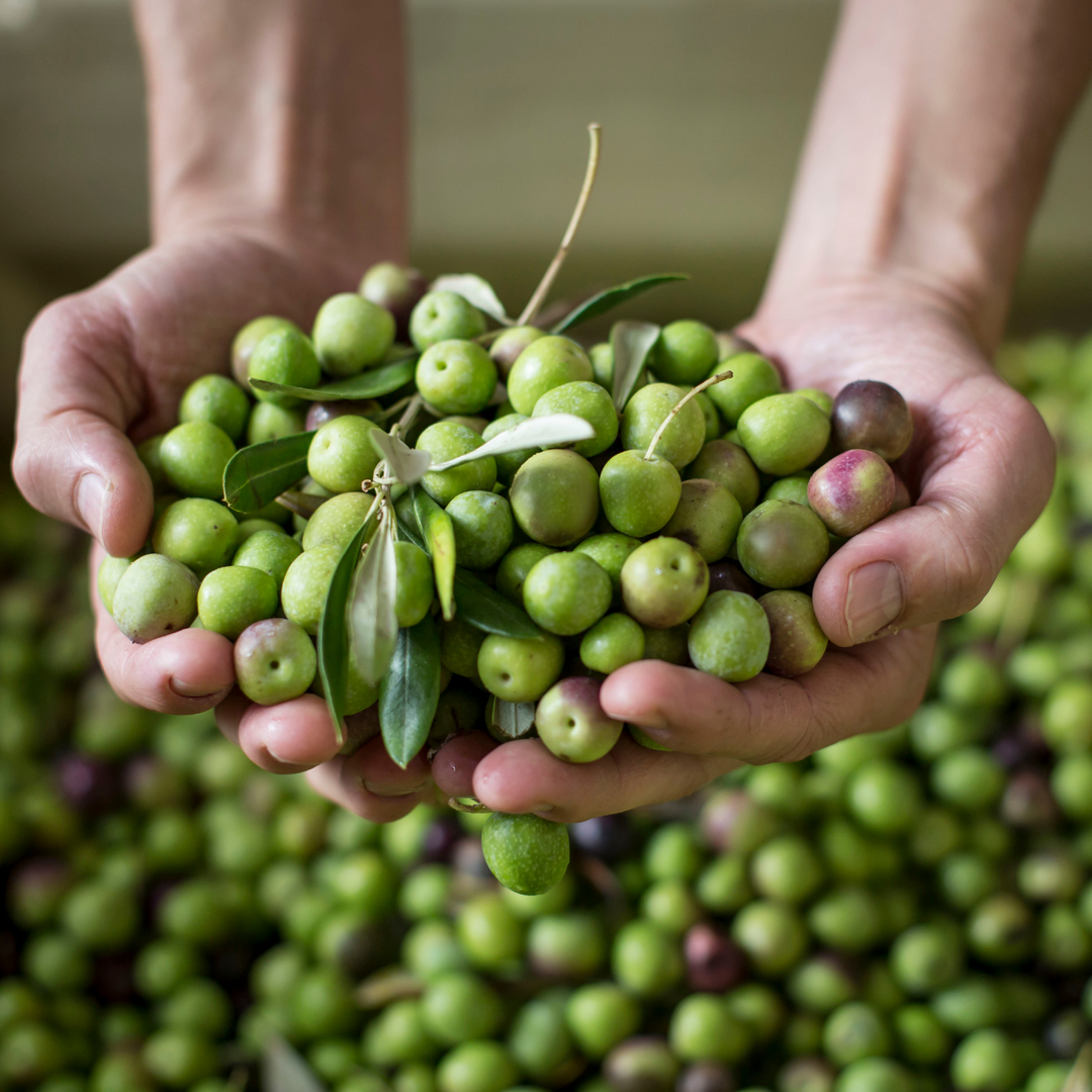 Babylonstoren - Kalamata Olives - Shop Online!