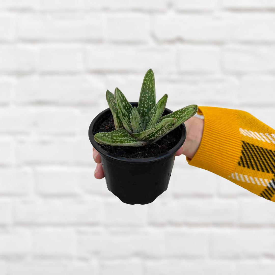 Ox Tongue Plant - Umpa - Shop Online!