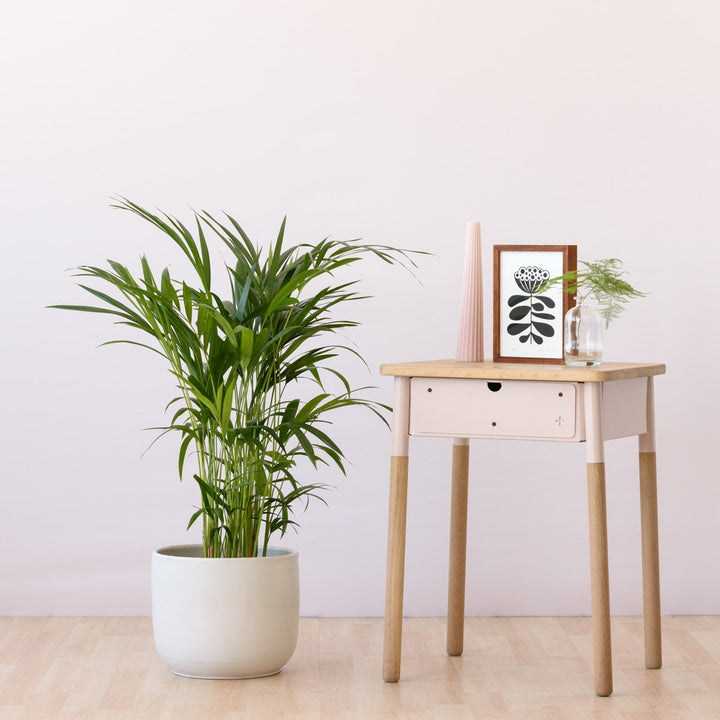 Parlor Palm - Medium - Shop Online!