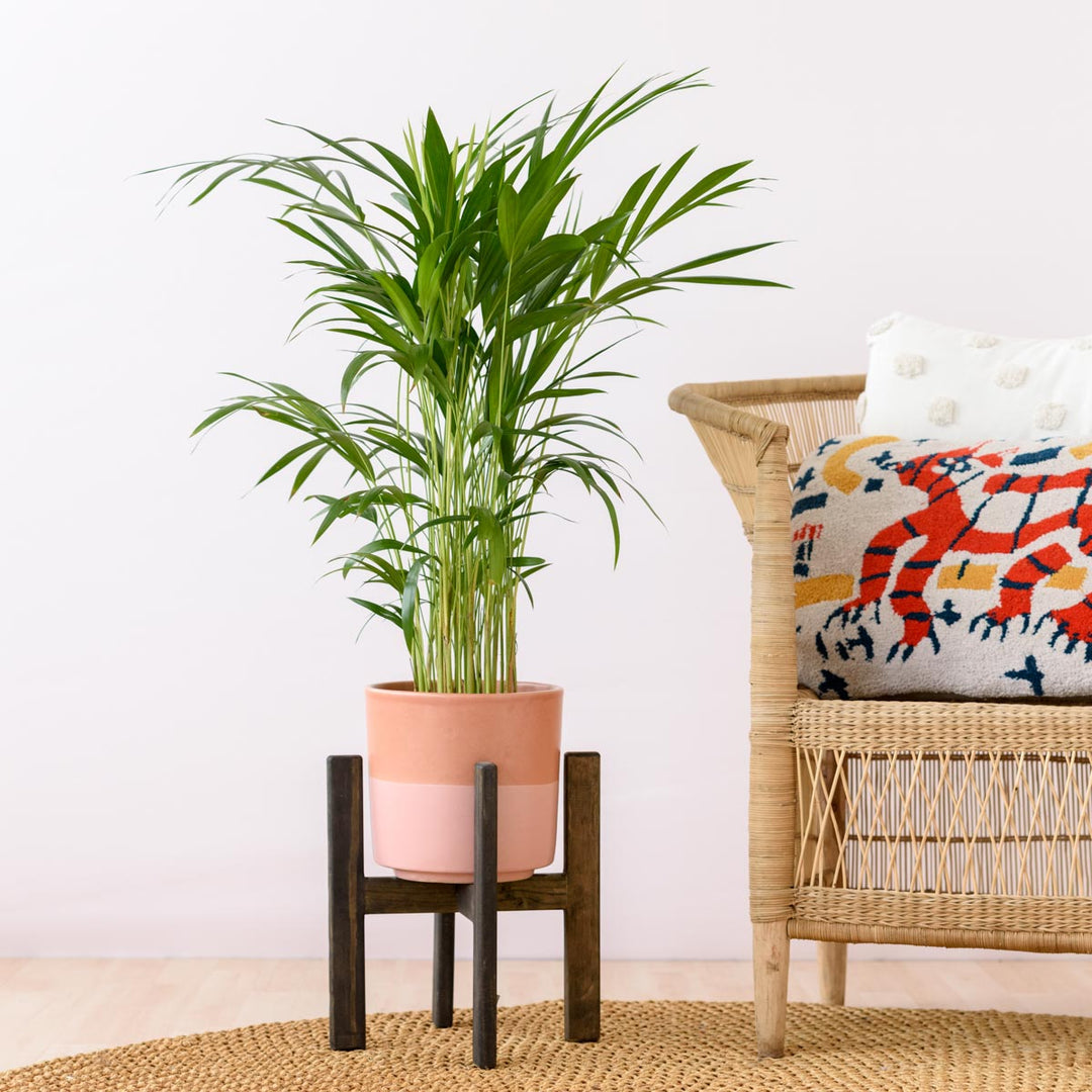 Parlor Palm - Medium - Shop Online!