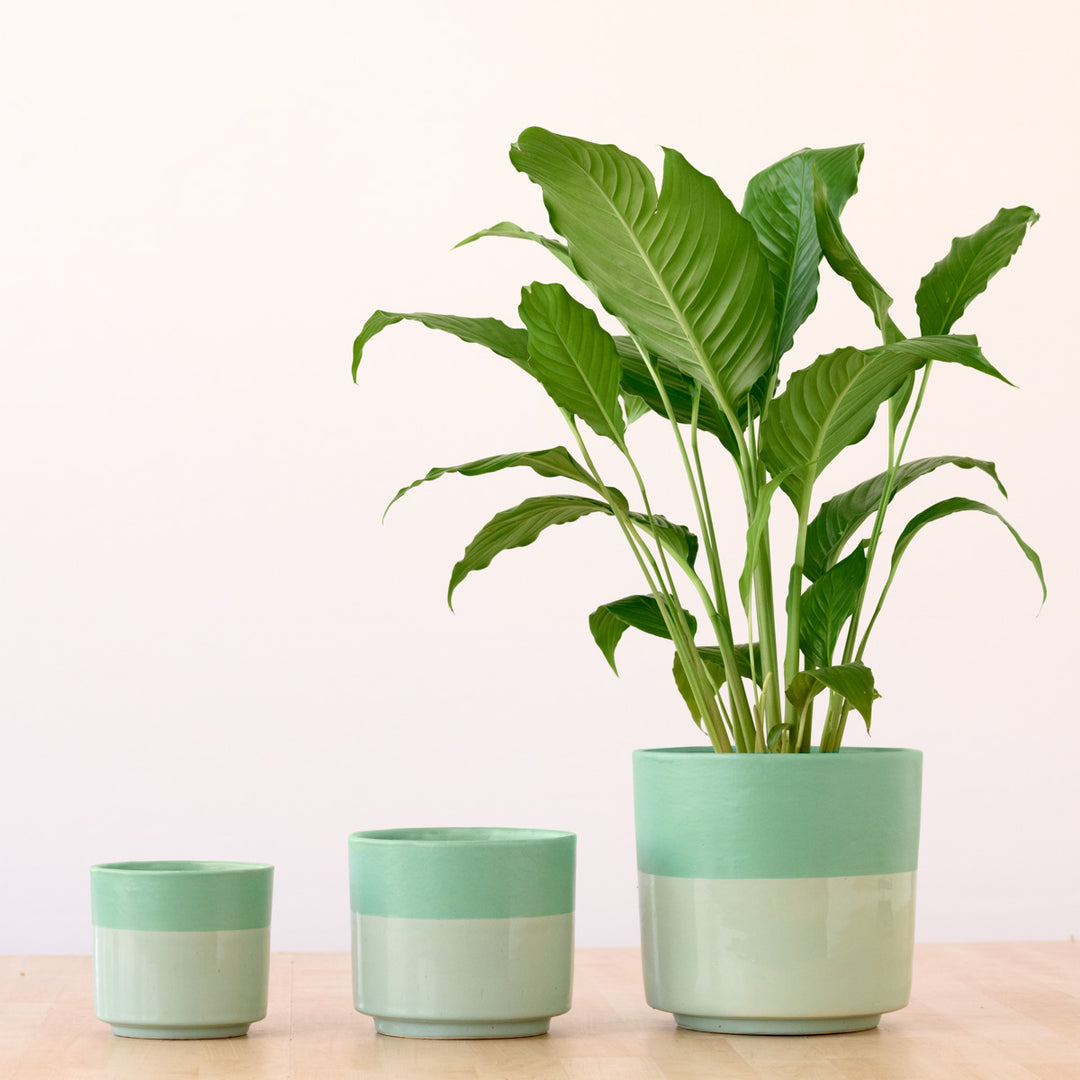 Pastille Planter - Blueberry - Shop Online!