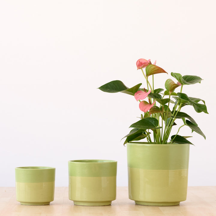 Pastille Planter - Lime - Shop Online!