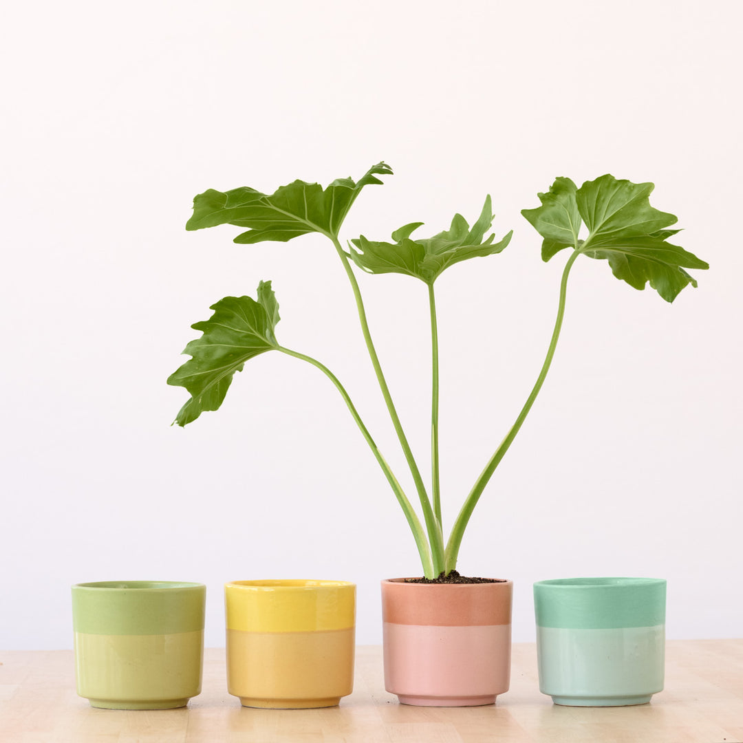 Pastille Planter - Blueberry - Shop Online!
