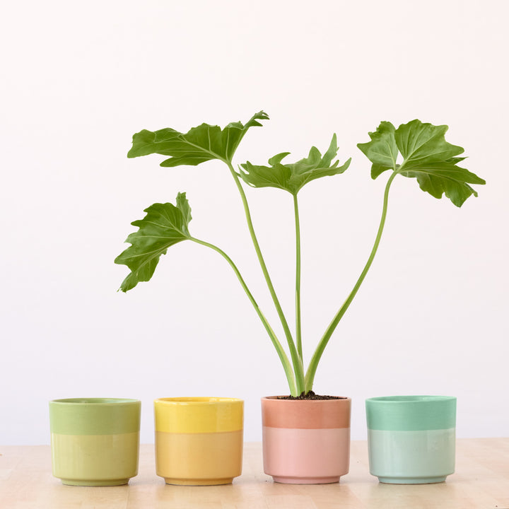 Pastille Planter - Lime - Shop Online!