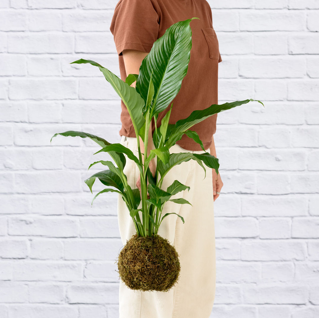 Peace Lily Sebastian Mossball - Shop Online!