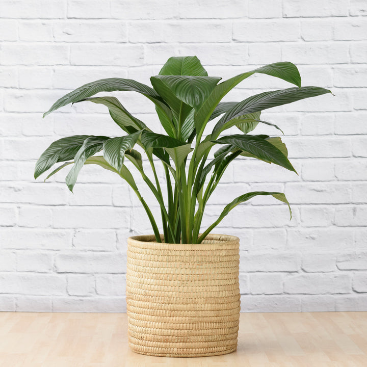 Peace Lily - Sensation - Large - Shop Online!