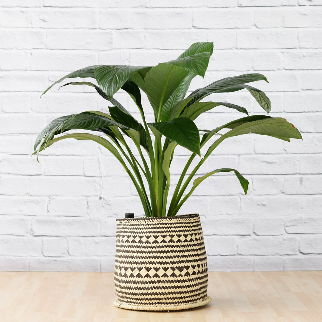 Peace Lily - Sensation - Large - Shop Online!