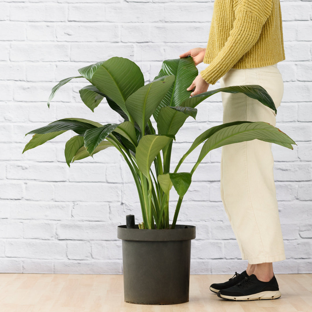 Peace Lily - Sensation - Large - Shop Online!