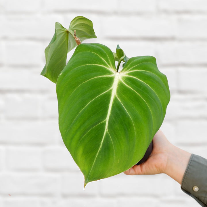 Philodendron - Gloriosum - Shop Online!
