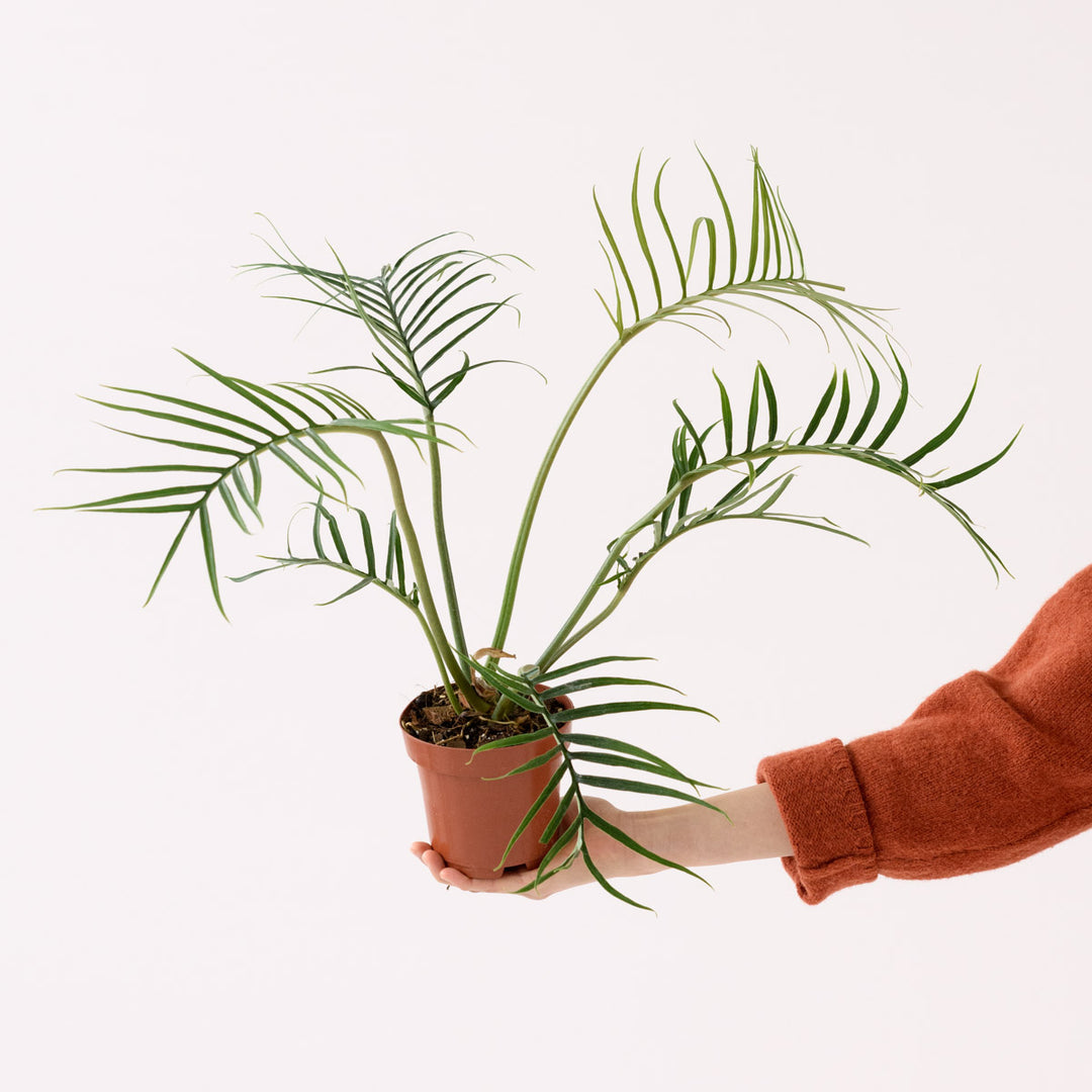 Philodendron - Tortum - Shop Online!