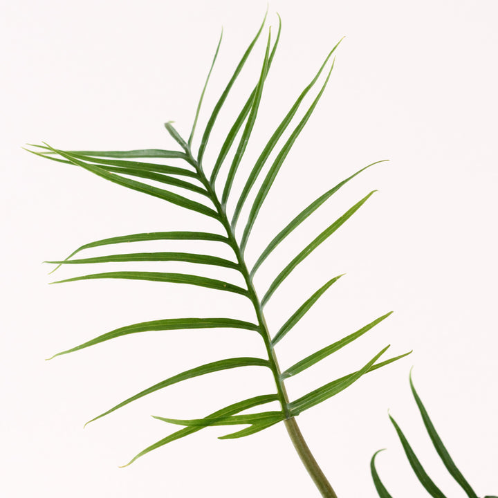 Philodendron - Tortum - Shop Online!