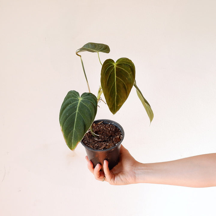 Philodendron Melanochrysum