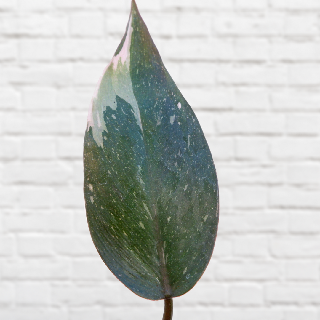 Philodendron - Pink Princess - Shop Online!