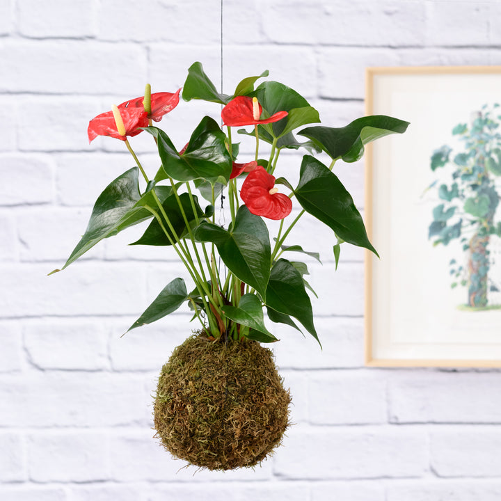 Anthurium Mossball - Red - Shop Online!