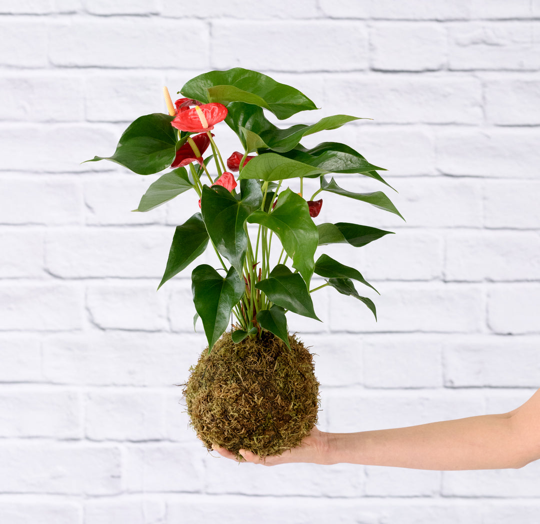 Anthurium Mossball - Red - Shop Online!