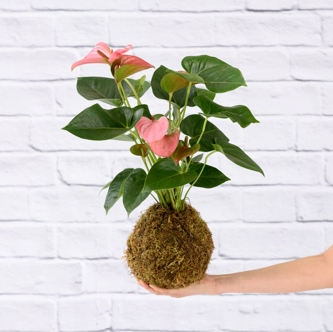 Anthurium Mossball - Pink - Shop Online!