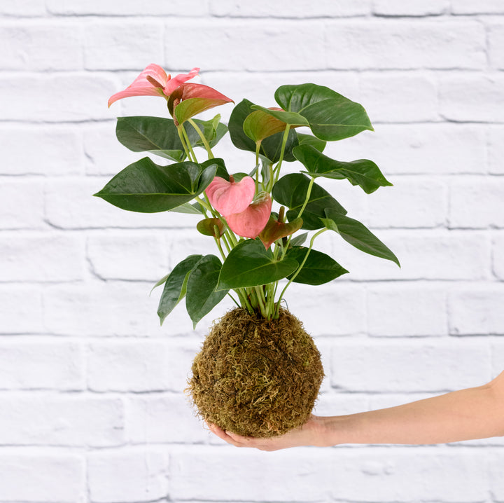 Anthurium Mossball - Pink - Shop Online!