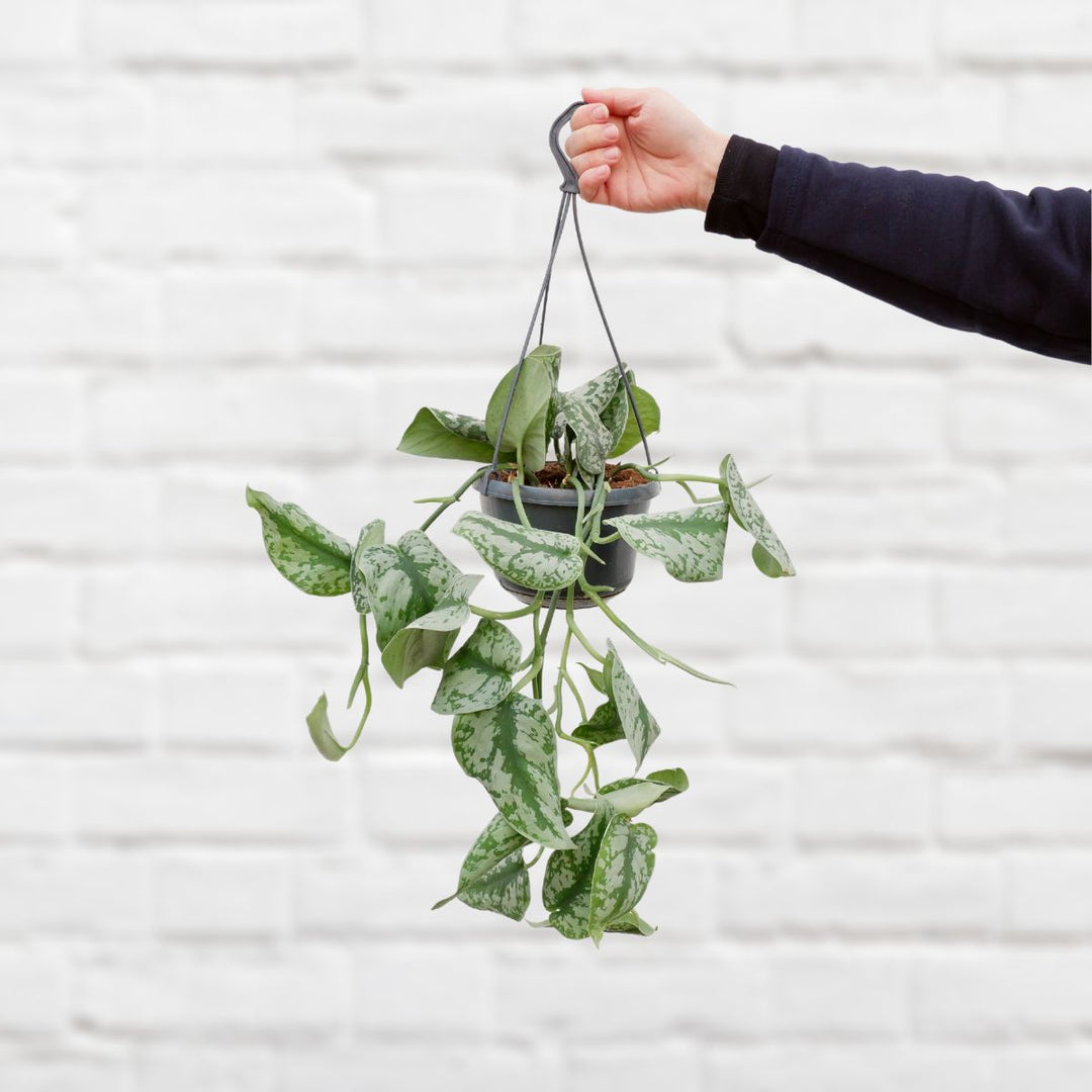 Pothos - Trebie - Shop Online!