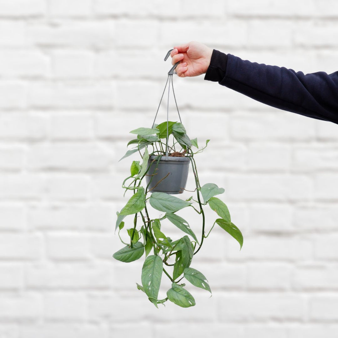 Pothos - Cebu Blue - Shop Online!