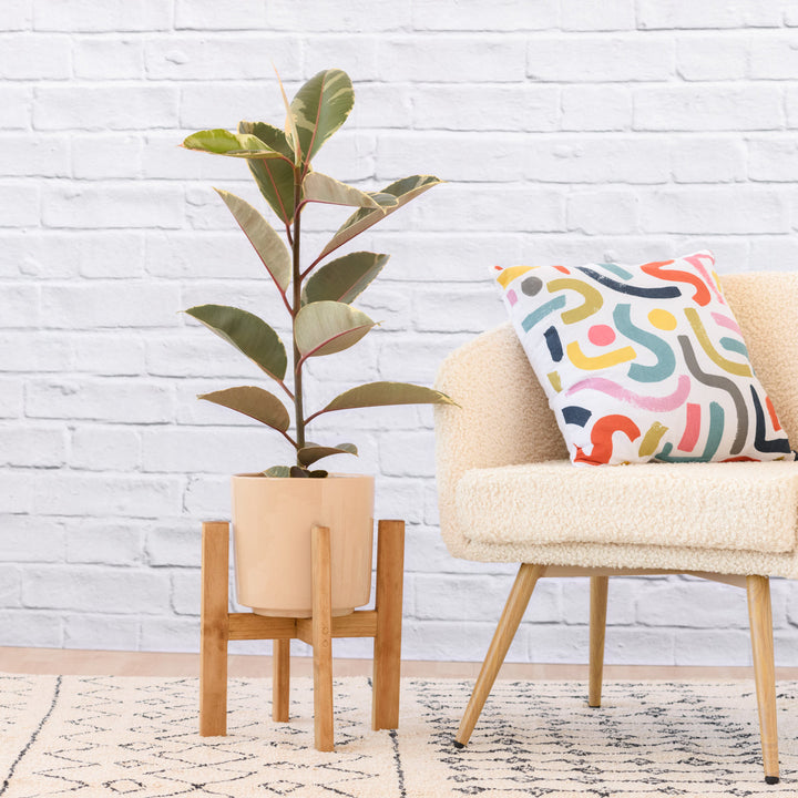 Rubber Tree - Tineke - Medium - Shop Online!