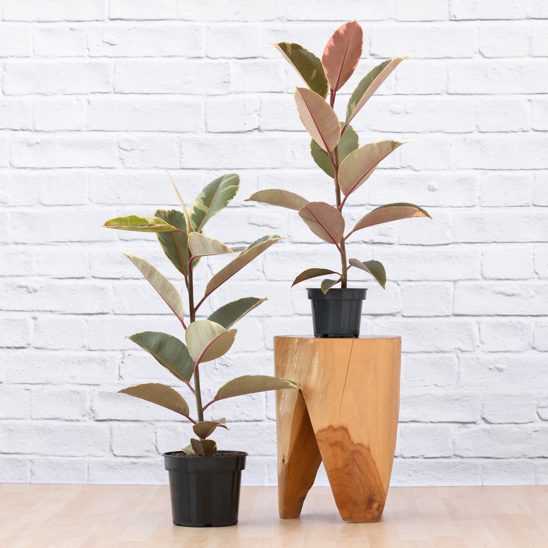 Rubber Tree - Tineke - Medium - Shop Online!