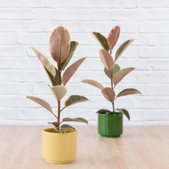 Rubber Tree - Tineke - Medium - Shop Online!
