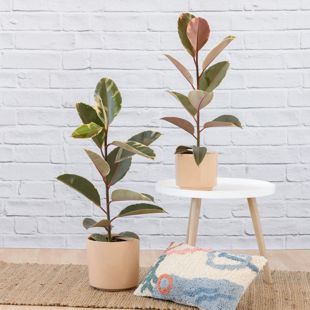 Rubber Tree - Tineke - Medium - Shop Online!