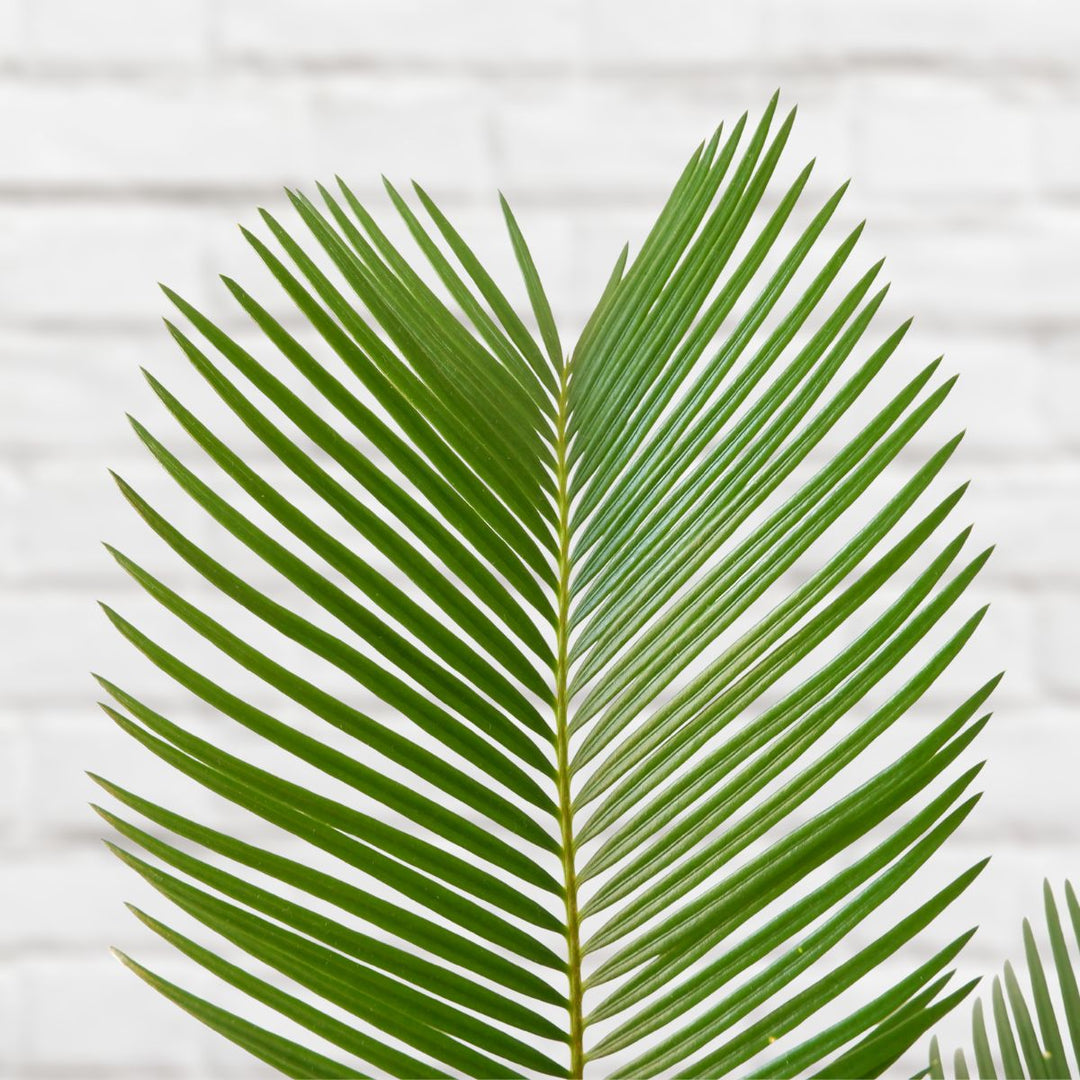Sago Palm - Shop Online!