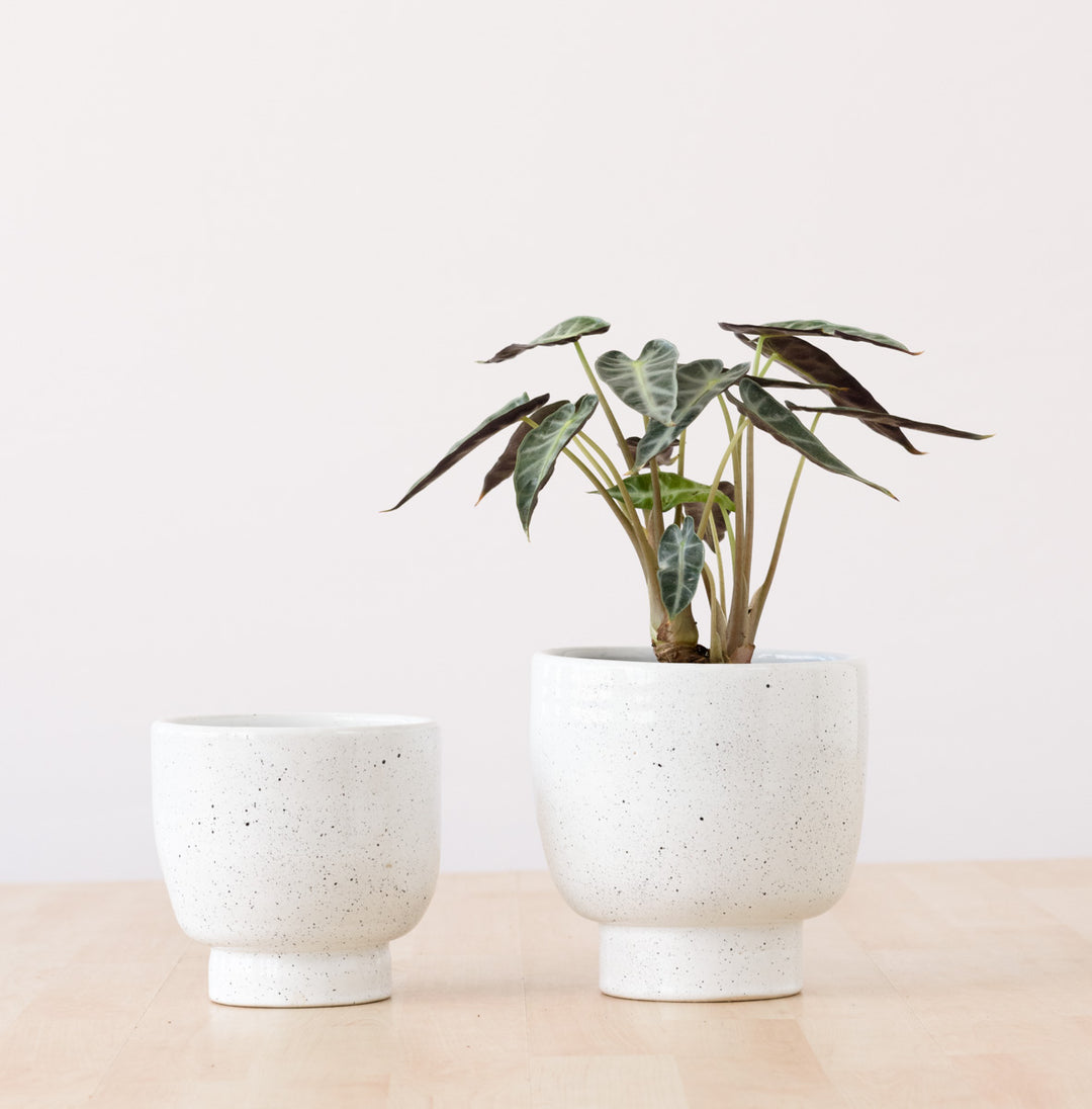 Shing Plinth Planter - Speckles - Shop Online!